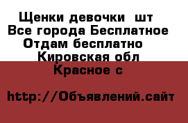 Щенки девочки 4шт - Все города Бесплатное » Отдам бесплатно   . Кировская обл.,Красное с.